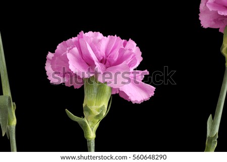 Gently purple carnations isolated on black background