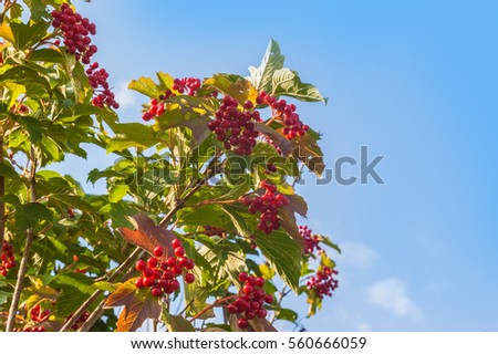 Viburnum branch with berries on blue sky background