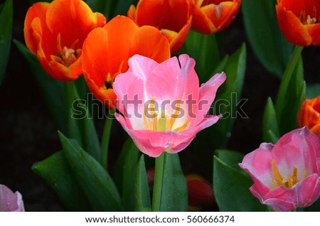 close up tulips
