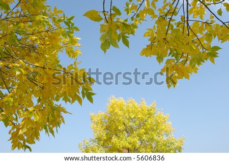              A picture of tree tops transformed in to fall beauty