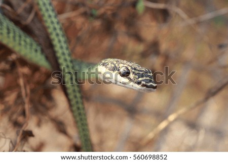 reptile/snake