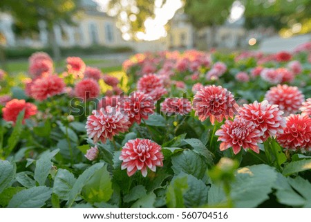 Beautiful picture of red colored flowers with white tips focused in cultivated field in spring