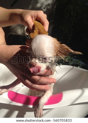 Puppy Chihuahua at the first time taking a bath in a white basin  - Sunshine day