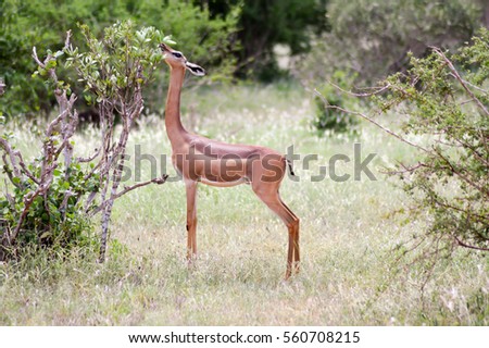 Antelope giraffe isolated in the savanna of tsavo park in Kenya