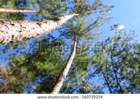Blurred of pine forest