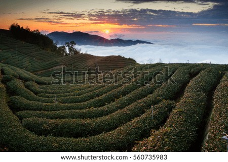 SUNSET tea plantation taiwan