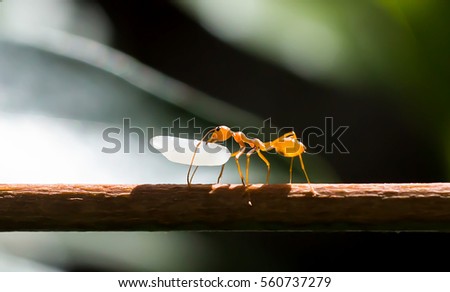 A red ant (fire ant, Solenopsis geminate) carrying a grain of rice