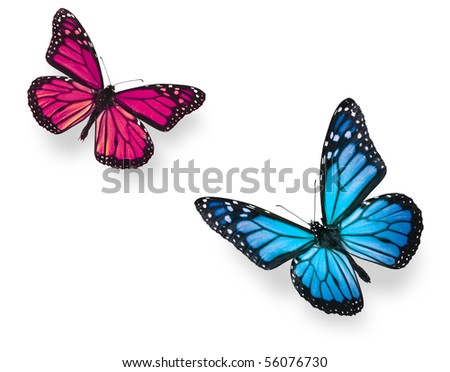 Monarch butterfly in flying positions in bright blue and vivid pink. Isolated on white, studio shot.