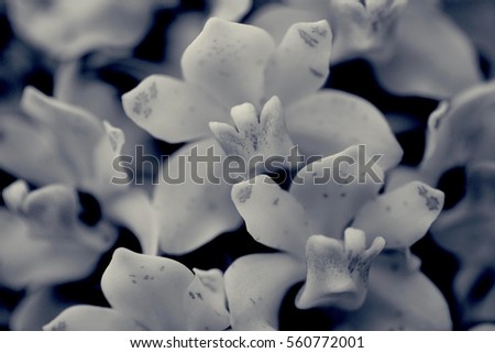the blooming orchid flowers in closeup