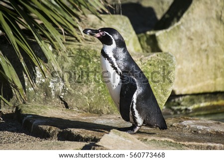 A Humboldt Penguin inside a zoo