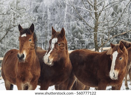 red horses with a white blaze on his head standing in the snow in winter paddock