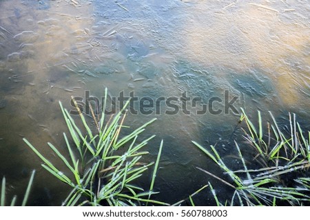Grass blades in frozen water, ice on a surface. Sky reflection in the ice.