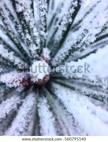 A thin layer of Snow of frost covering the tip of a branch of a pine tree