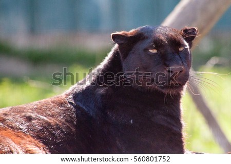 Black leopard portrait