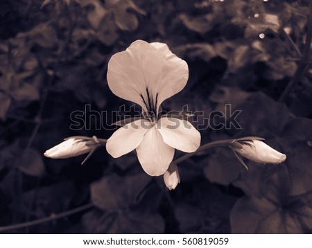 Vintage photography of close up flower in the farm