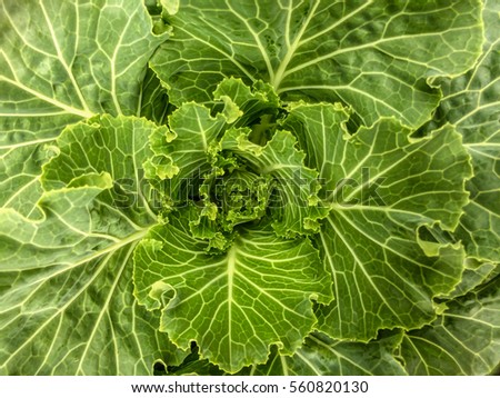 Close-up macro photography of cauliflower