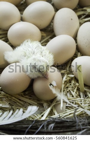 Chickens being born egg in animal farm, life and nature