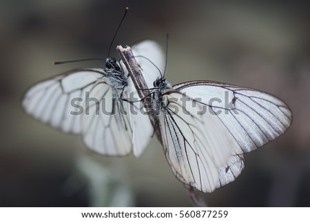 Belyanko (Latin Pieridae.) - A family of butterflies with wings of white color and a pattern of yellow, orange and black spots and fields, with a club-antenna