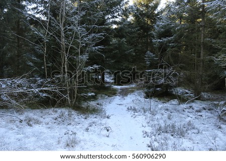 pine snowy forest, branches, beautiful nature in winter - Denmark