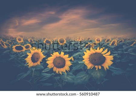 Three friends, picture of three sunflower looking like three friends chatting