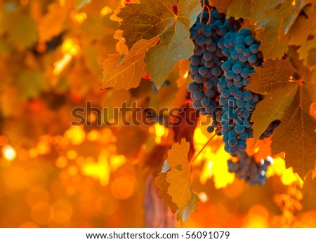 grape bunch, very shallow focus Royalty-Free Stock Photo #56091079