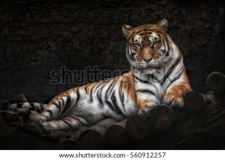 Sibirian Tiger lying and waiting