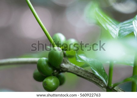 coffee beans, fresh unroasted coffee, energy drinks, green coffee, Coffee plant, plantation, green beans on a branch, not processed 