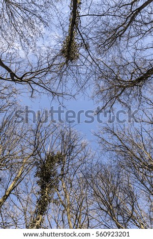 treetop in the winter forest under blue sky