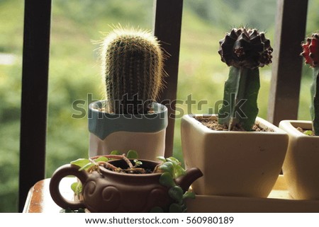 Cactus plant too