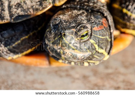 Photo Picture of Red Eared Terrapin Trachemys Scripta Elegans Tortoise