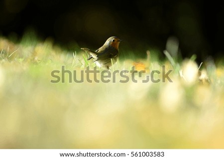 Sparrow in a field