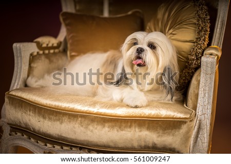 Shih Tzu dog lying in a golden chair