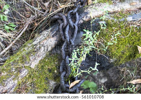 The old charred metal chain on the tree with burnt bark