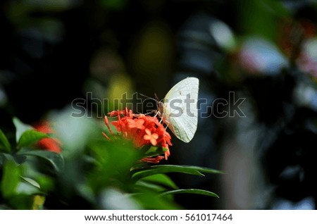 White butterfly sitting on the flower. 