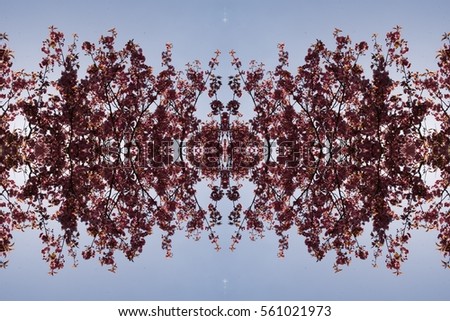 Abstract kaleidoscope fractal pattern of april blooming pink prunus tree. Japanese prunus serrulata with fresh petals for gardening blogs, business websites, template design Image with symmetry filter