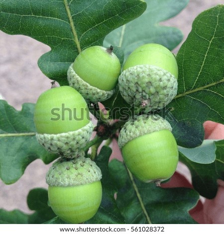 beautiful picture of nature: a twig of oak tree with green leaves and young acorns