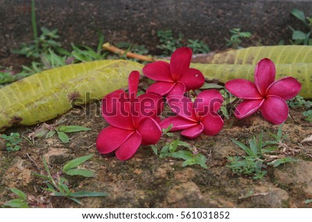 RED FRANGIPANI OR PLUMERIA RUBRA FLOWERS A NATURAL BACKGROUND 