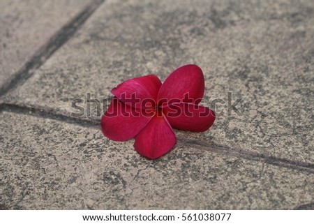 RED FRANGIPANI OR PLUMERIA RUBRA FLOWERS A NATURAL BACKGROUND 