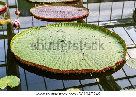 Artistic composition with giant water lily with sky and framework reflection, Nymphaeaceae beautiful background