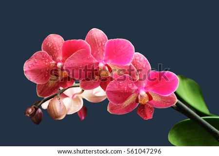 Sprig of flowering orchid on dark blue soft background Royalty-Free Stock Photo #561047296
