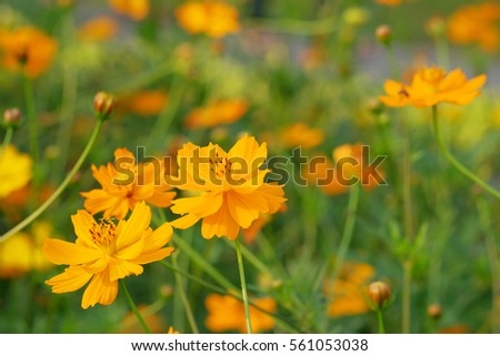 Soft focus and blurred cosmos flowers on pastel color style for background. Beautiful cosmos flower in the garden.