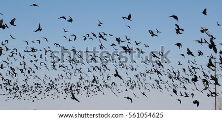 Flock of birds Rook and Jackdaw, Corvus Frugilegus