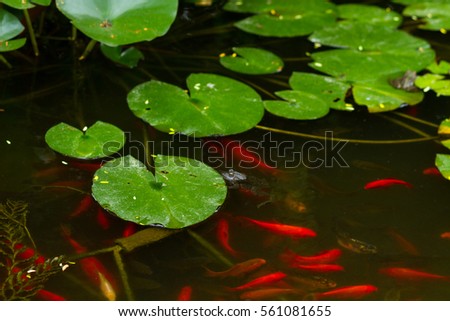 ornamental fish that swim in a pond and blooming water lilies