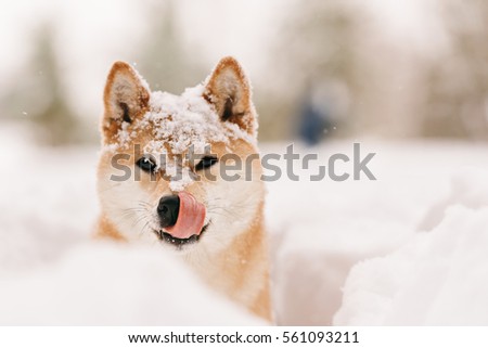 good dog on winter walk, licked dog in the snow. a red dog covered in snow looks at the viewer in the frame.