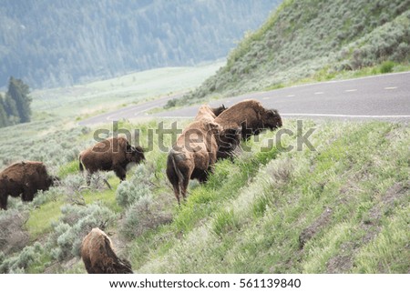 A picture of a herd of bison grazing grass next to a roadway in Yellowstone National Park.