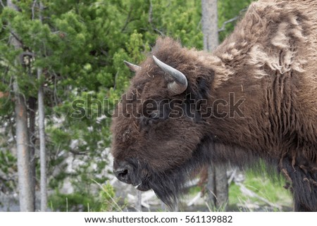 A picture of a bison's head and shoulder in Yellowstone National Park.