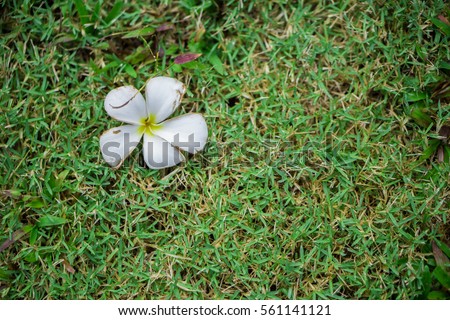 Frangipani tropical flowers or Plumeria flowers drop on ground