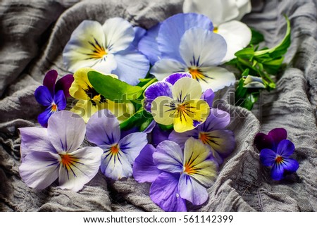 pansies lying on the gray clout