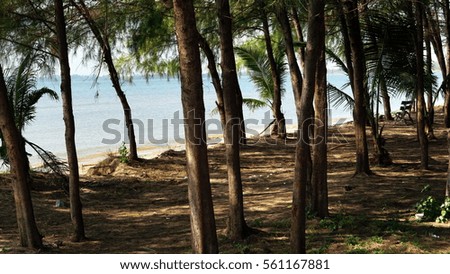 Pine trees on the beach. Leam Son, Rayong Thailand.