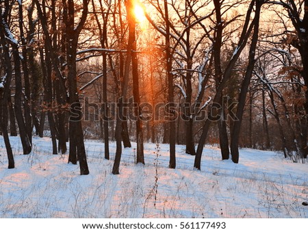 Sunset in the forest
